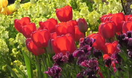 花视频,捕捉瞬间之美，感受生命律动