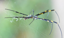 蜘蛛视频,揭秘网络世界的蜘蛛侠